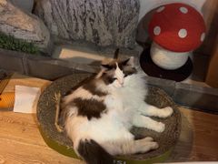 -白兔子密室(长寿路店)