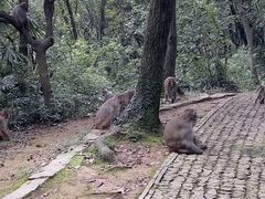 -苏州上方山国家森林公园