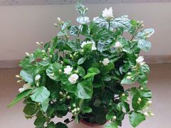 -金科花卉市场