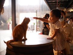 -more than meow吴止猫主题餐厅(承德 中船汇店)