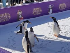 -沈阳奥体冰雪嘉年华