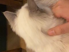 -吉丁鸟咖·异宠·寄养