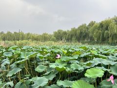 -济南大明湖景区