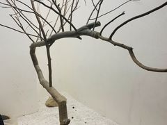 -喜茶(深圳海岸城店)