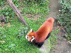 -都江堰中华大熊猫苑