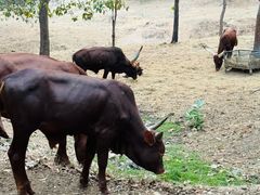 -清迈夜间动物园