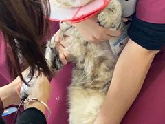 -美联众合爱康动物医院•复杂内科•肿瘤科•牙科•腔镜诊疗中心