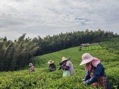 -莫干山风景区