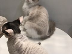-momokira米努特·德文卷毛猫·棉花面纱犬