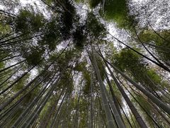 -上海佘山国家森林公园天马山园