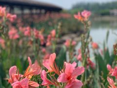 -池杉湖湿地公园