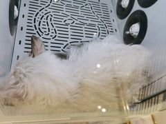 -钦宠·猫咪售卖·洗护·寄养(东圃旗舰店)