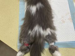 -艾贝尔宠物医院·狂犬免疫点(江山金象城店)
