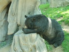 -北京野生动物园