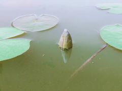 -西禅古寺售票处