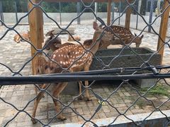 -长白岛森林公园