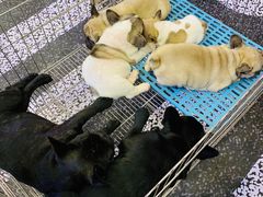 -凯德广场(学府店)