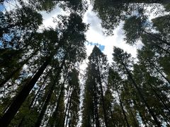 -黄海国家森林公园