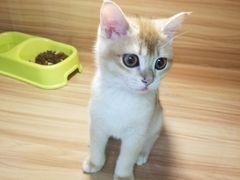 -猫十亿·布偶金渐层·曼基康矮脚猫舍(青年路店)