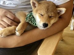 -柴犬小屋·柴餐厅·狗咖食堂(金鼎广场店)