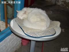 -Babycat私家御饼屋(龙头路一店)