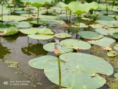 -天津东丽湖风景区