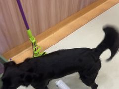 -瑞鹏宠物医院·宠保定点·心脏科·内科(御桥分院)