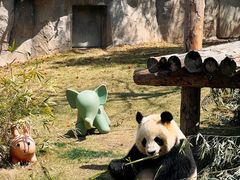 -上海野生动物园