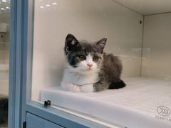 -lincat·猫舍(广州店)