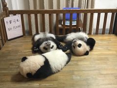 熊猫幼崽-成都大熊猫繁育研究基地
