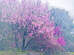 -苏州太湖国家湿地公园