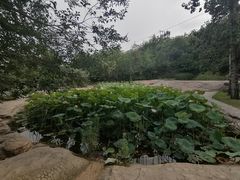 -黄金寨原生态旅游区