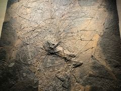 -浙江自然博物院(杭州馆)