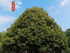 -灵谷景区