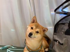 -帕帕拉兹宠物(亚洲旗舰店)