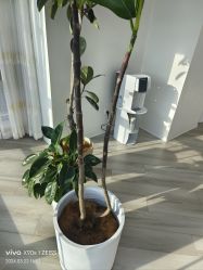 -HEYAN荷妍专业脱毛连锁机构