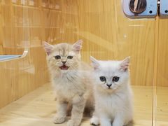 -屋虎猫馆(宝安大仟里店)