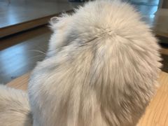 -猫腻·猫咖·撸猫馆(星光大道店)