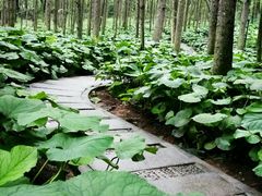 -洛阳白云山景区