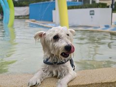 -爪吧宠物乐园 (温榆河示范区店)