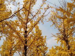 -百林公园-两江幸福广场