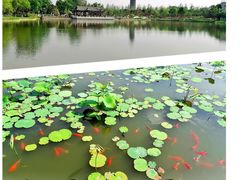 -西海子公园