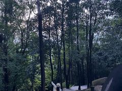 -火炉山森林公园