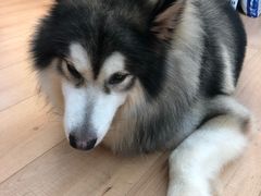 -袖虎宠物(岭南新世界店)