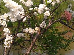IMAG1034-南汇桃花村