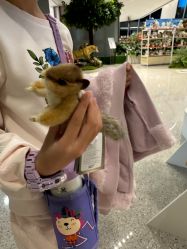 -IMON·HANSA潮玩玩偶毛绒玩具(通州万象汇店)