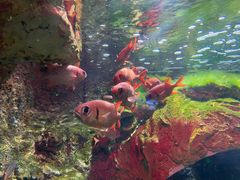 -太平洋海底世界