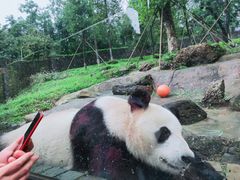 -都江堰中华大熊猫苑