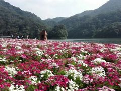-广州市石门国家森林公园