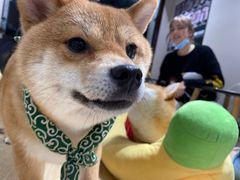 -逗柴咖啡屋·狗咖猫咖宠物桌游